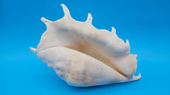 Lambis Truncata Display Shell Premium Coastal Home Decor Large