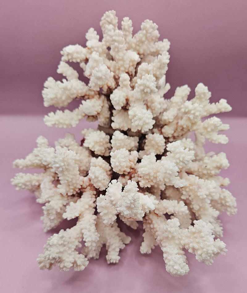 Close-up of vintage brownstem coral with intricate branching patterns, measuring 9.5"x7", displayed on a soft purple background.