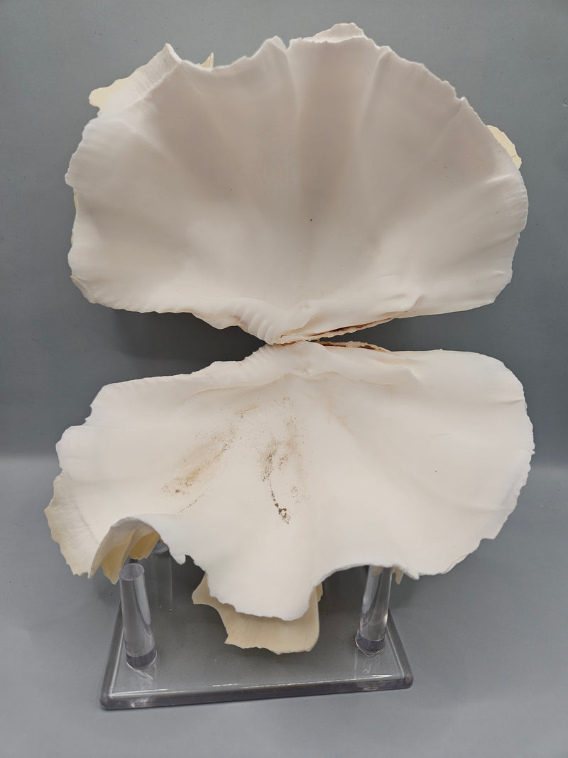 Squamosa clam shell pair, 7 inches wide, featuring natural ridges and textures