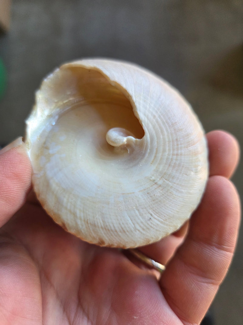 Buffed Commercial Top Trochus Shell