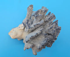 Vintage Blue Ridge Coral – 6
