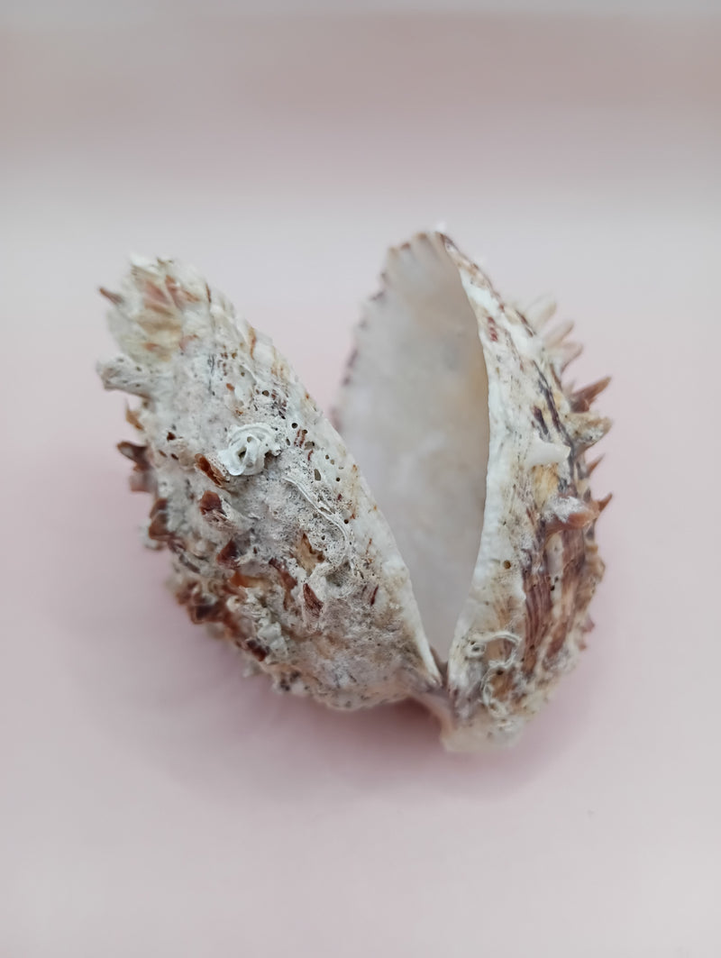 3.0" Hinged Spondylus shell with spiny ridges and cream-pink tones held in hand