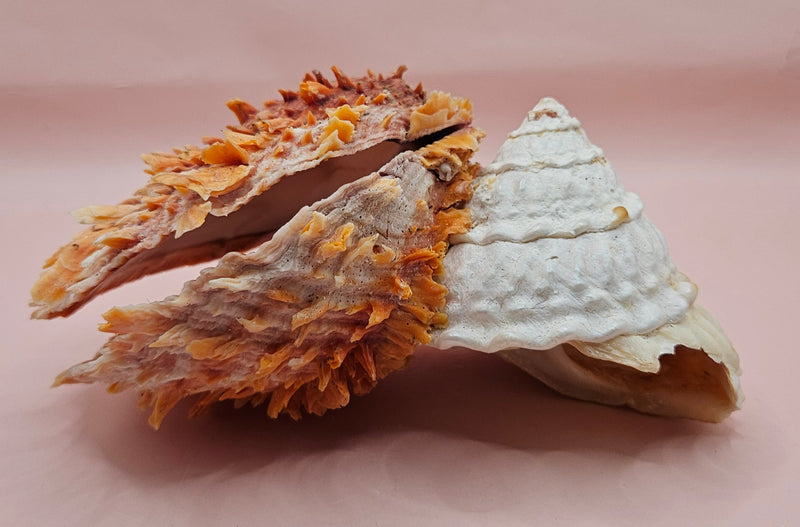 Trochus shell naturally fused to a spiny orange Spondylus shell, creating a bold textured sea display