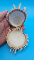 Pink spiny Spondylus shell pair open and closed on blue background with natural texture and color