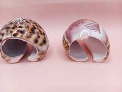 Vintage Cowrie Shell Napkin Holders – Floral & Seahorse Etched Designs Coastal Dining Set