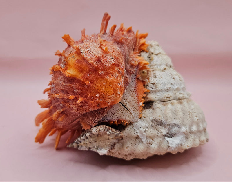 Princeps Spondylus Spiny Oyster Shell with Attached Undosa Astraea – Natural Ocean Display 6x5x4