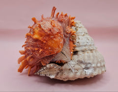 Princeps Spondylus Spiny Oyster Shell with Attached Undosa Astraea – Natural Ocean Display 6x5x4