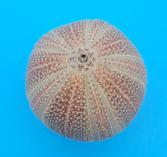 English Channel Urchin Shell – 5