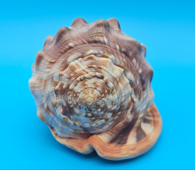 Bullmouth Helmet Shell 6.5" Cypraecassis rufa Display with Bold Spiral and Earthy Tones