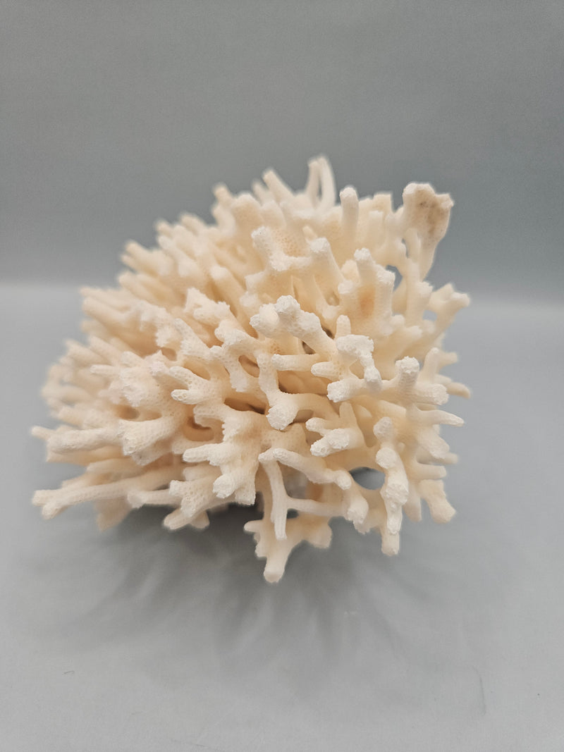 A 5.5"x5" Table Coral Acropora Latistella featuring natural branching patterns, ideal for coastal or marine-themed home decor.