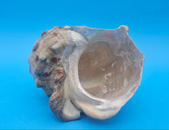 Marmoratus Turban Display Shell Premium Coastal Home Decor Large