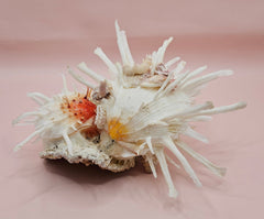 Spiny white spondylus shell with orange center mounted on coral base for coastal display