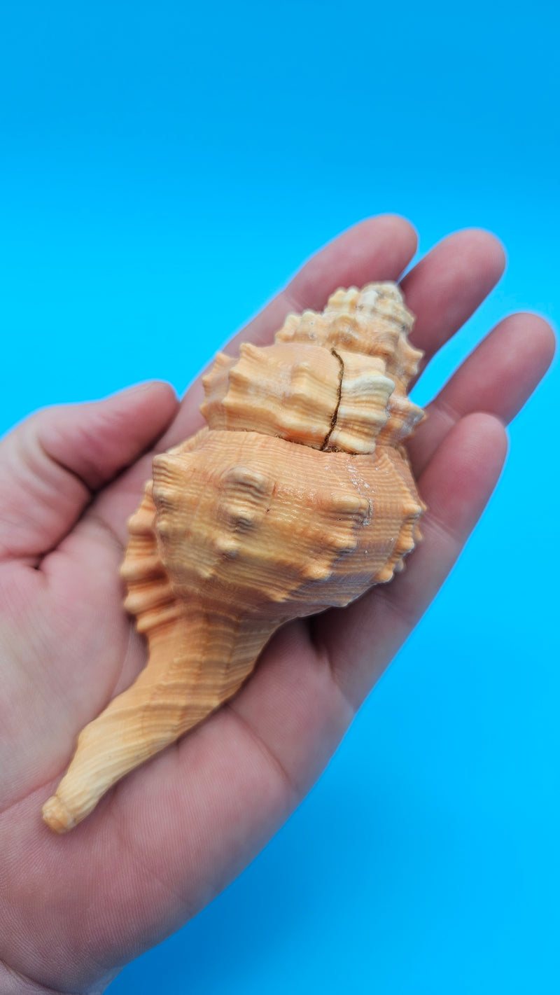 4.4-inch Cymatium pyrum shell in orange and cream with knobby ridges for coastal décor display