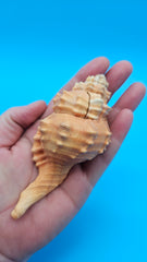 4.4-inch Cymatium pyrum shell in orange and cream with knobby ridges for coastal décor display