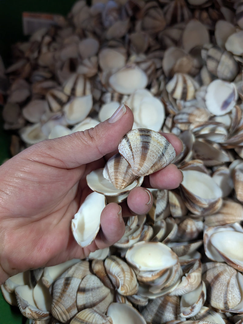Venus Striped Clam Shells - Chamelea gallina