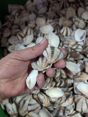 Venus Striped Clam Shells - Chamelea gallina