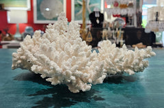 Large vintage white branch coral specimen measuring 13.5 inches displayed on a counter
