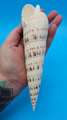 Marlin Spike display shell for coastal home décor – premium natural specimen
