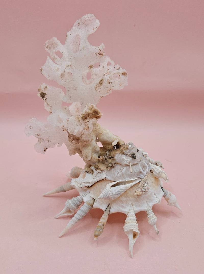  white display shell with attached coral on pink background