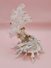  white display shell with attached coral on pink background