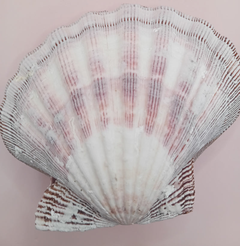 Lion's Paw seashell pair, 5.5 by 5.0 inches, with ridged texture and natural coastal tones
