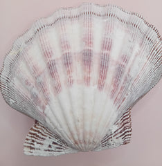 Lion's Paw seashell pair, 5.5 by 5.0 inches, with ridged texture and natural coastal tones