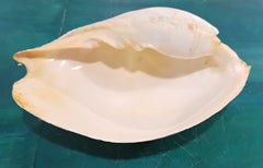 Large umbilicate shell with natural spiral and cream-beige coloring, 14.5 inches in length – coastal display specimen