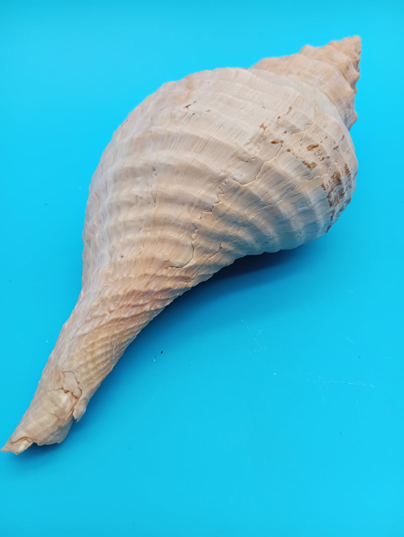 8" Horse Conch Specimen with Operculum & Documentation – Triplofusus giganteus