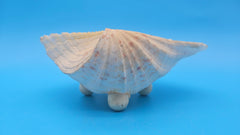 Bear Paw Clam dish 7.2-inch white scalloped seashell bowl for coastal display décor