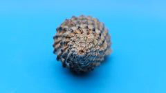 Oregon Hairy Triton shell (Fusitriton oregonensis), 4.1 inches, ribbed spiral form with gray-blue highlights, Pacific Northwest origin.
