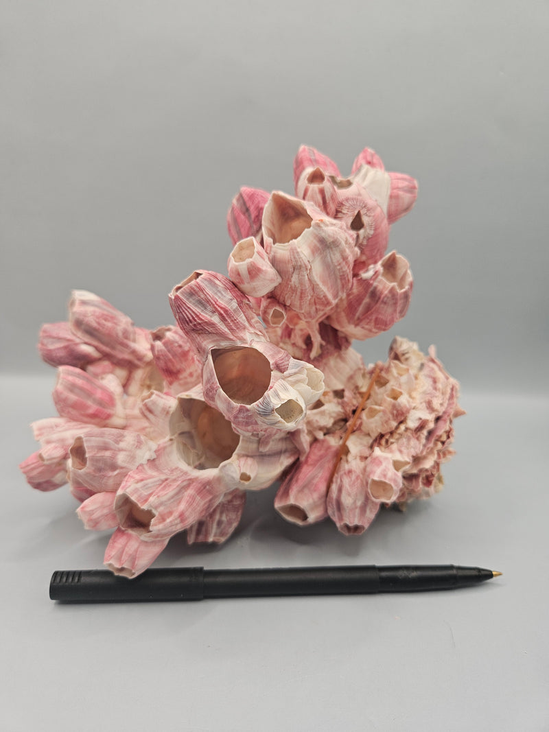 A 7.5"x5.5" Gulf of Mexico barnacle attached to a jewel box shell, showcasing a natural marine formation, ideal for coastal-themed decor.

