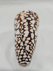 Marbled Cone Shells Conus Marmoreus