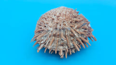  spiny Spondylus shell pair with purple tones, shown open and closed on bright blue background