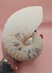 6-inch natural nautilus shell with smooth spiral pattern and creamy pearlescent finish.