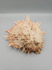 Vintage Spondylus shell, 6.5 inches wide, featuring natural spines and vibrant color, perfect for ocean-themed décor or collections.