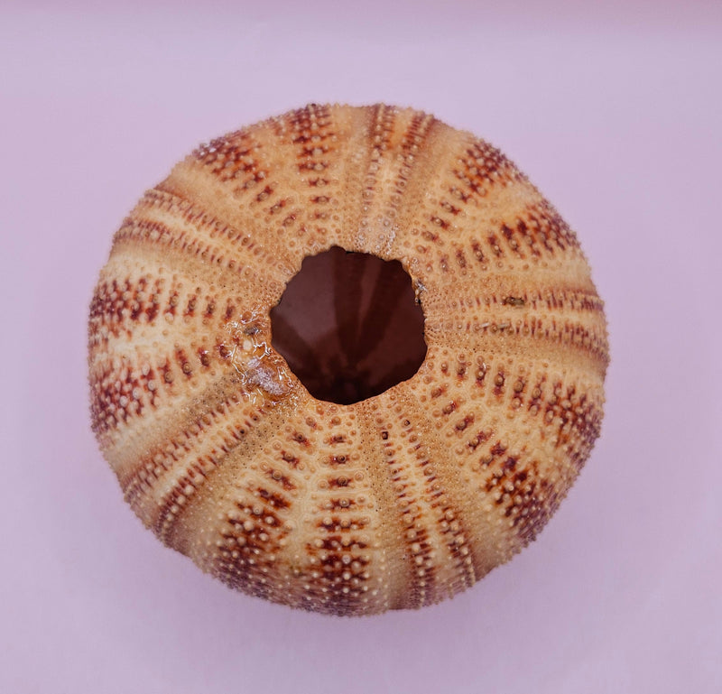  Rounded red and cream sea urchin shell on pink background, perfect for display