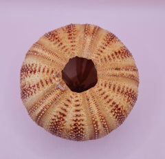  Rounded red and cream sea urchin shell on pink background, perfect for display