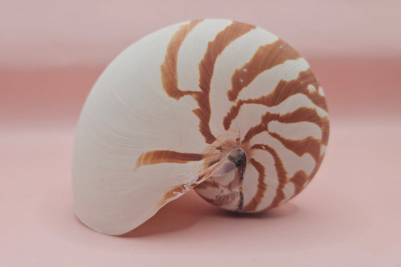 4-inch natural nautilus shell with smooth spiral pattern and creamy pearlescent finish.