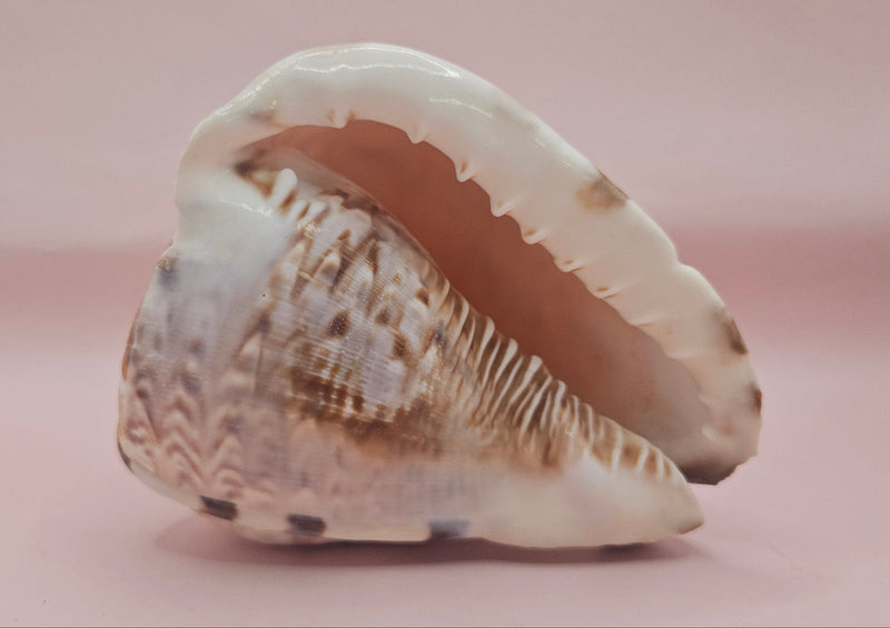King Helmet shell showing intricate spiral and warm brown tones