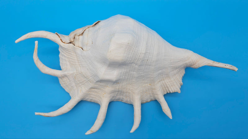 Extra large mutant Lambis truncata display shell for coastal home decor - premium natural specimen