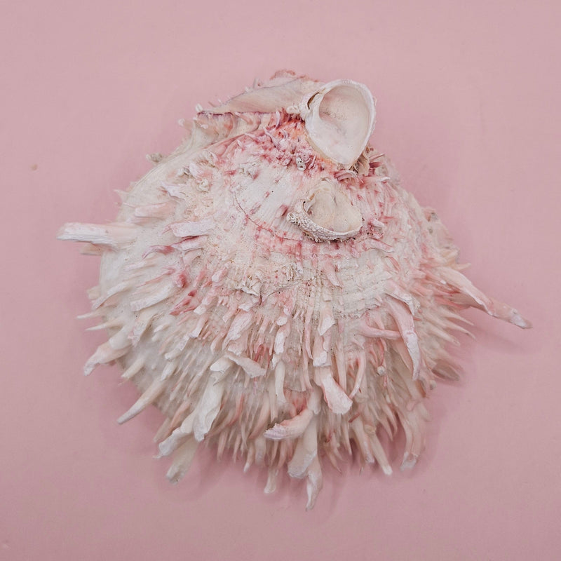 Stunning 5" hinged Spondylus shell in blush pink with long spines and natural texture—perfect for display in coastal or ocean-themed spaces