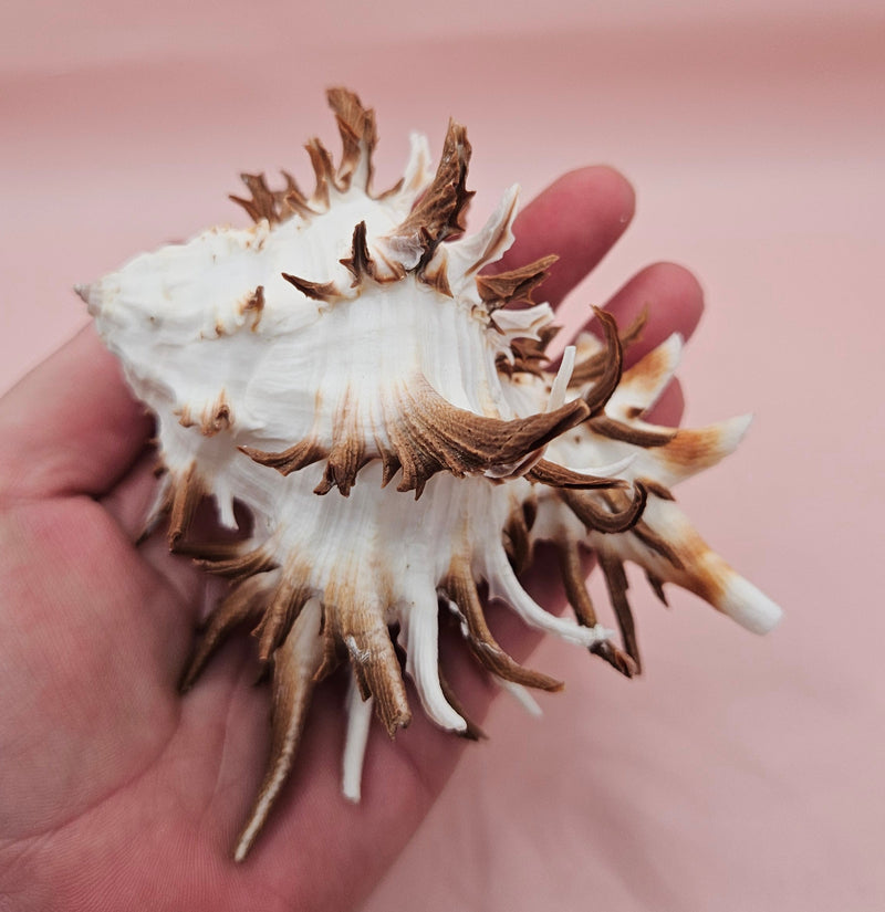  Black murex shell with long dark spines and white body displayed on a pink background