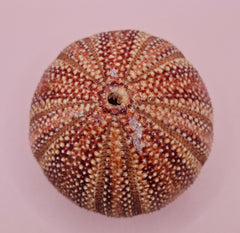  Rounded red and cream sea urchin shell on pink background, perfect for display