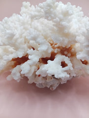 Vintage Brownstem Coral with organic branch texture – 9.5 x 8 x 4.5 inches coastal display piece