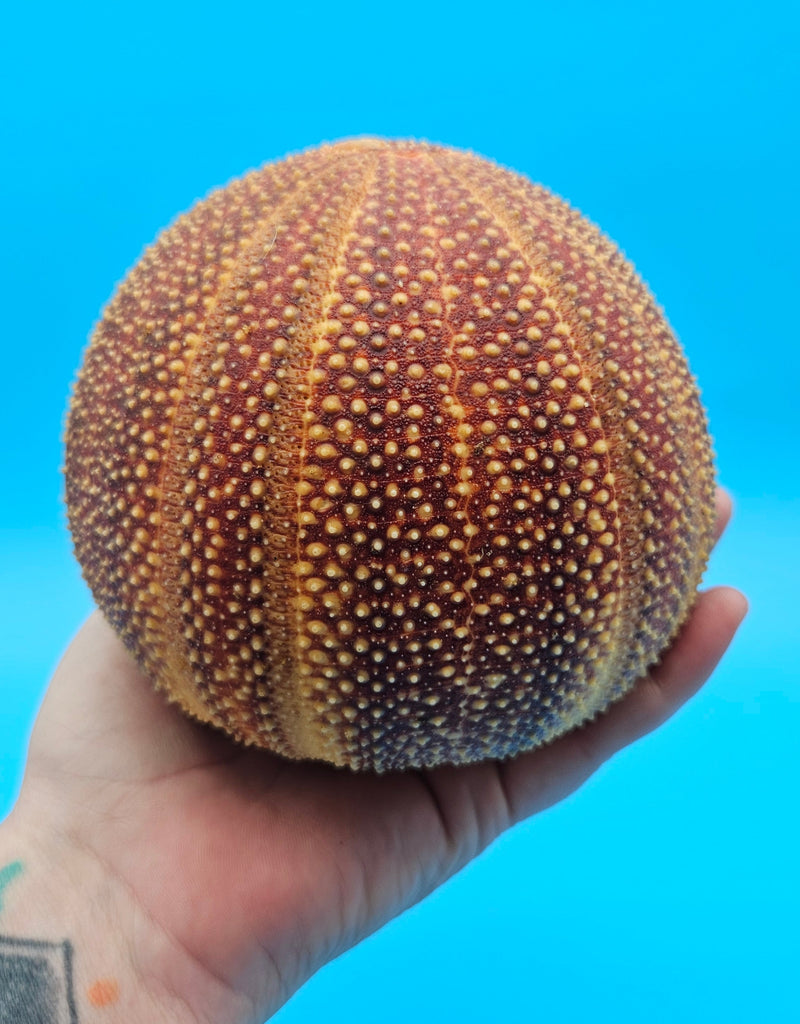English urchin shell in deep red and tan tones with raised nodules and round shape on a bright blue background
