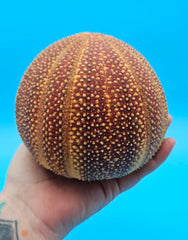English urchin shell in deep red and tan tones with raised nodules and round shape on a bright blue background