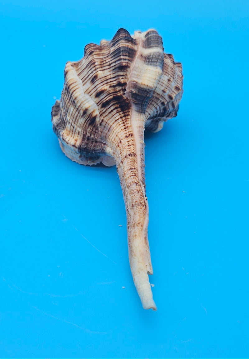  Bill Snipe shell with long tapered siphonal canal and dark brown ridges on a light cream base, placed on blue background