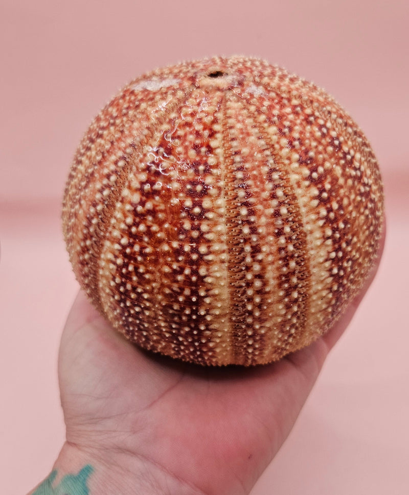  Rounded red and cream sea urchin shell on pink background, perfect for display