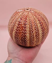  Rounded red and cream sea urchin shell on pink background, perfect for display