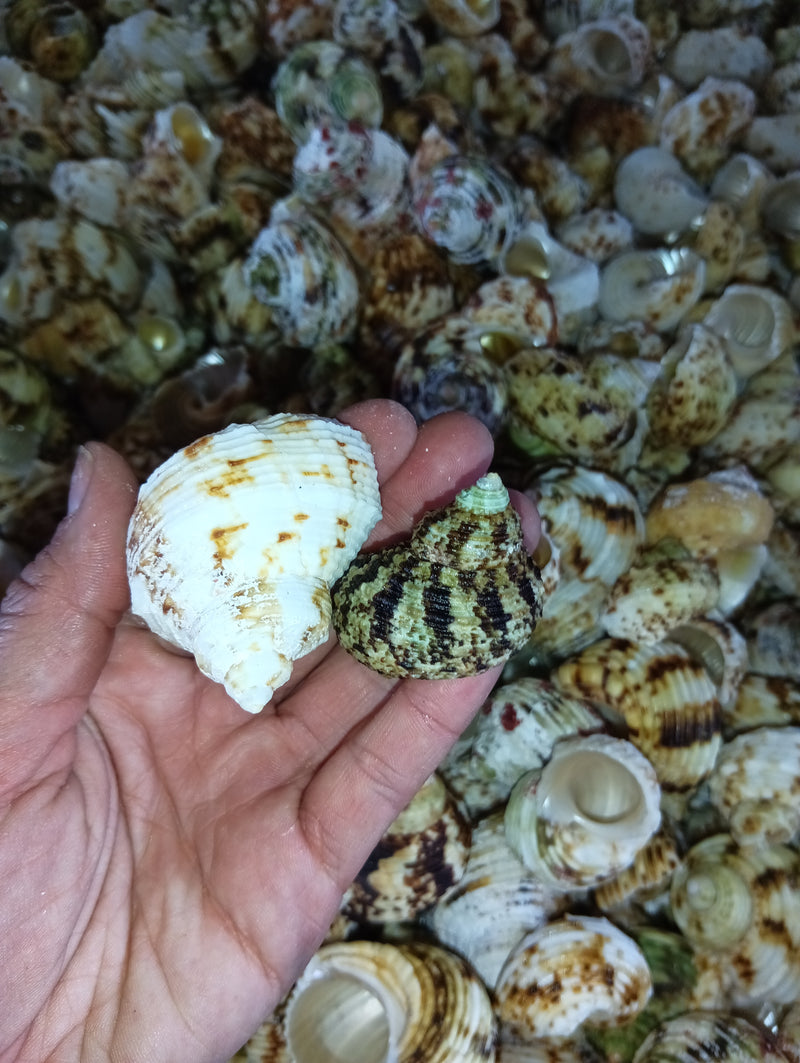 NEW Gold and Silver Mouth Turban Shells (Turbo Chrysostomus & Argyrostoma)